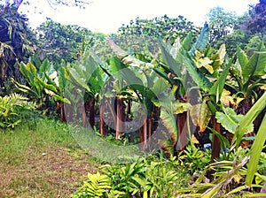 Banana field of Mauritius island