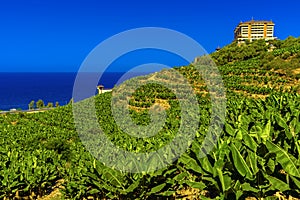 Banana field on mountain in Alanya