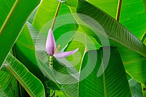 Banana flower