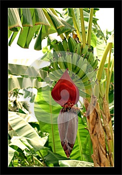 Banana flower