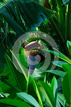 Banana Flower on Bali