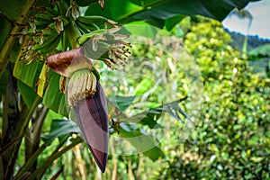 Banana flower of banana tree