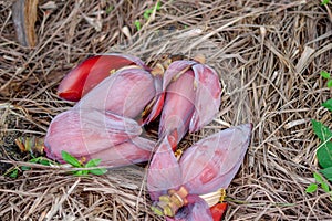 Banana flower / blossom banana