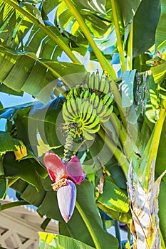 Banana flower and bunch of bananas. Red banana blossom on a banana tree. Banana plant with fruit and flower