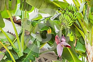 Banana flower and bunch of bananas. Red banana blossom on a banana tree. Banana plant with fruit and flower