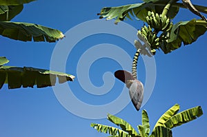 Banana flower and bunch of green bananas growing on tree on blue sky background