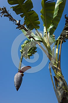 Banana flower and bunch of green bananas growing on tree on blue sky background