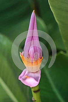 Banana flower closeup
