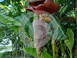 Banana flower, colourful,red flower in Betul madhya pradesh,coulourful banana flower