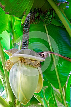 Banana flower on green stem, blossom bud