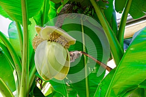 Banana flower on green stem, blossom bud