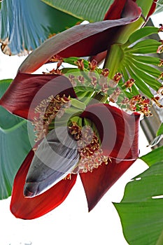 Banana Flower