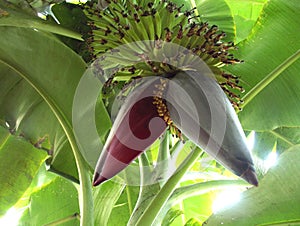 Banana Flower or Musa paradisiaca -image photo