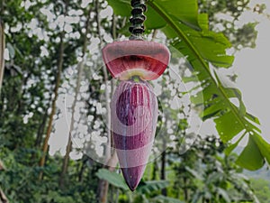 Banana flower. Purple, banana heart