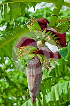 Banana flower with small fruits