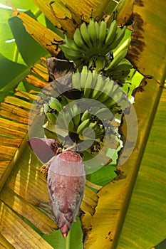 Banana Flower, Banana Tree, Tropical Plant, Banana Leaves, Banana Fruits