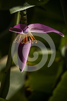 Banana flower, tropical vegetation