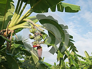 Banana flowers and Banana hanging on a banana tree