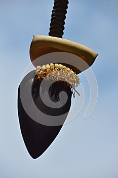 Banana flowers in blue sky