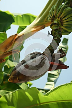 Banana flowers hanging on a banana tree