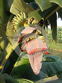 Banana flowers red saba