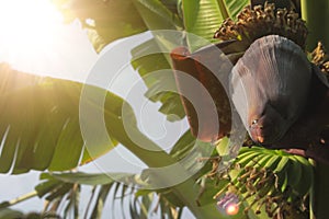 Banana flowers and young bananas on the tree