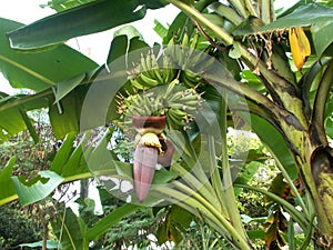 Banana flowers and tree