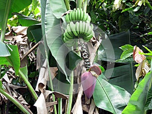 Banana formation and ripening