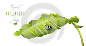 Banana frog banner