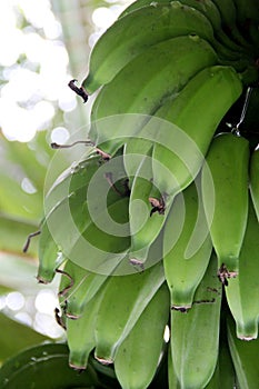 Banana fruit photo