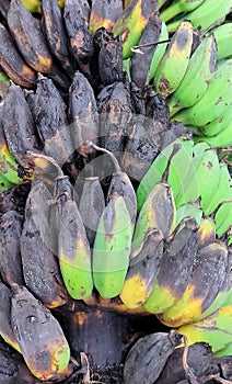 Banana fruit that falls from the tree and rots naturally