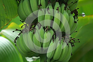 Banana fruit for the Nature Background.