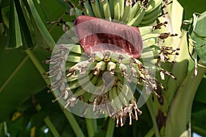 Banana fruit for the Nature Background.