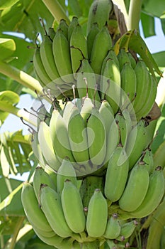 Banana fruit for the Nature Background.