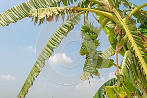 Banana fruit in outdoor garden