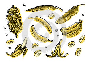 Banana fruit and palm leaves. Hand drawn with ink in vintage style. Linear graphic design. Detailed vegetarian food