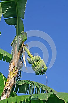 Banana fruit plantation india