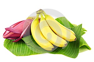 Banana fruits with blossom