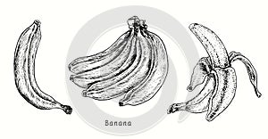 Banana fruits collection, one fruit, bunch and peeled. Ink black and white doodle drawing
