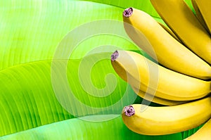 Banana fruits on green banana leaves background