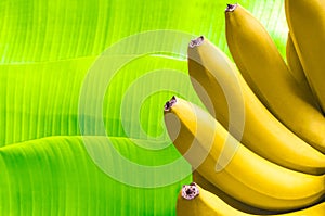 Banana fruits on green banana leaves background