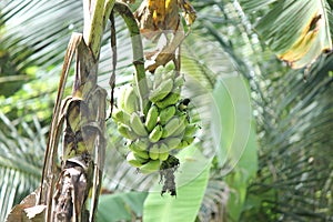 Banana fruits on the tree | Banana fruit with tree