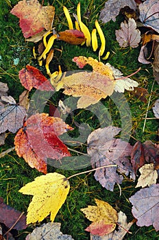 Banana Fungus and Autumn Leaves