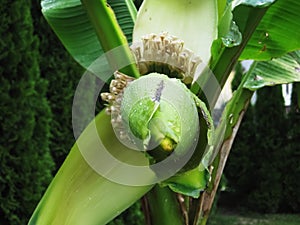 Banana in garden