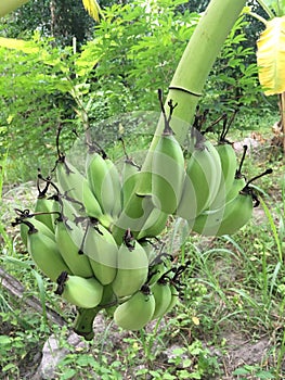 Banana in garden.