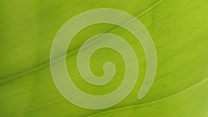 banana green leaf background