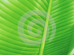 Banana green leaf