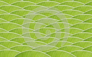 Banana green leaf design wave pattern