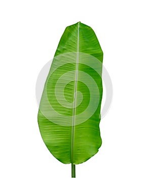 Banana green leaf isolated on white background with clipping path beautiful line textured from natura in summer season . no people