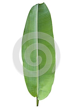 Banana Green Leaf